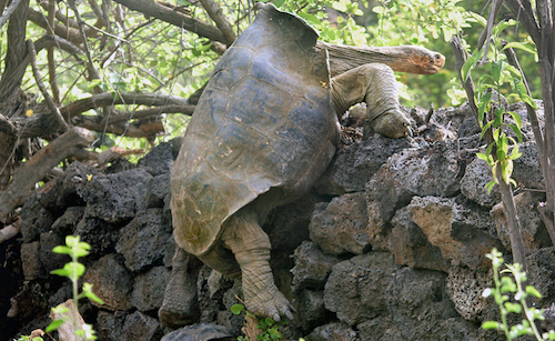 Tortoise trying to escape